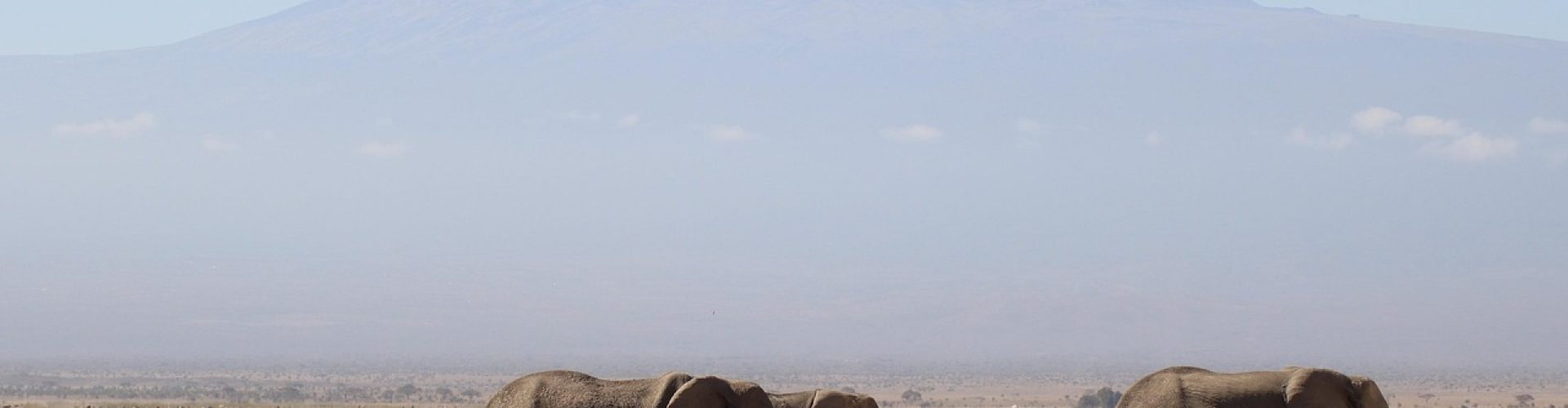 elephants, kenya, africa, safari, kilimanjaro, nature, animal, kenya, kilimanjaro, kilimanjaro, kilimanjaro, kilimanjaro, kilimanjaro, nature